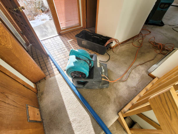 Best Water damage contractors near me  in Lmar, DE